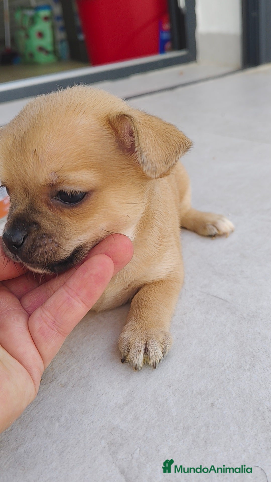 Chihuahua perros Chihuahua hembra crema  - Anuncio 2