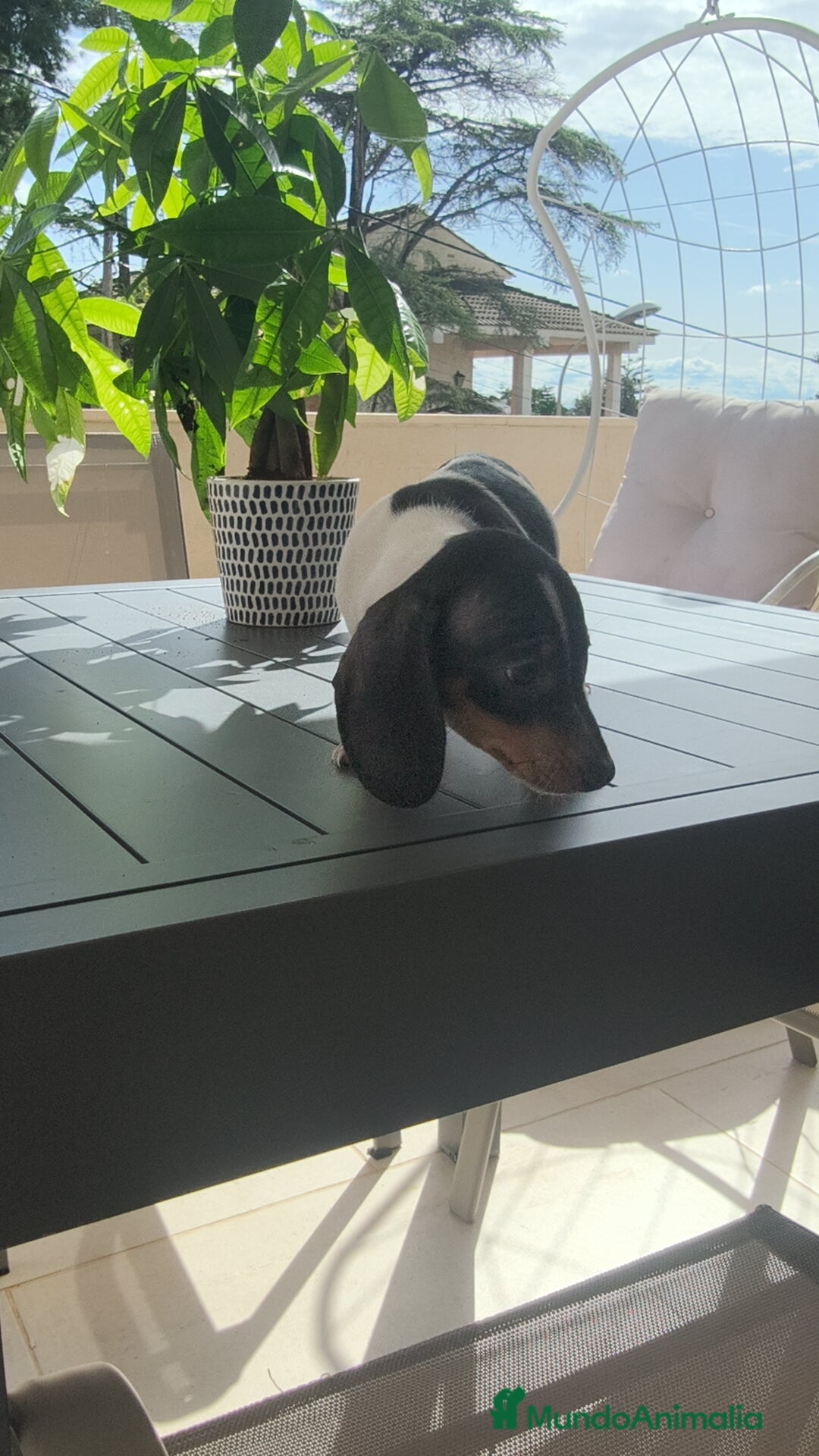 Teckel Miniatura perros en venta: Teckel pielbad mini ♂️ - Imagen 8