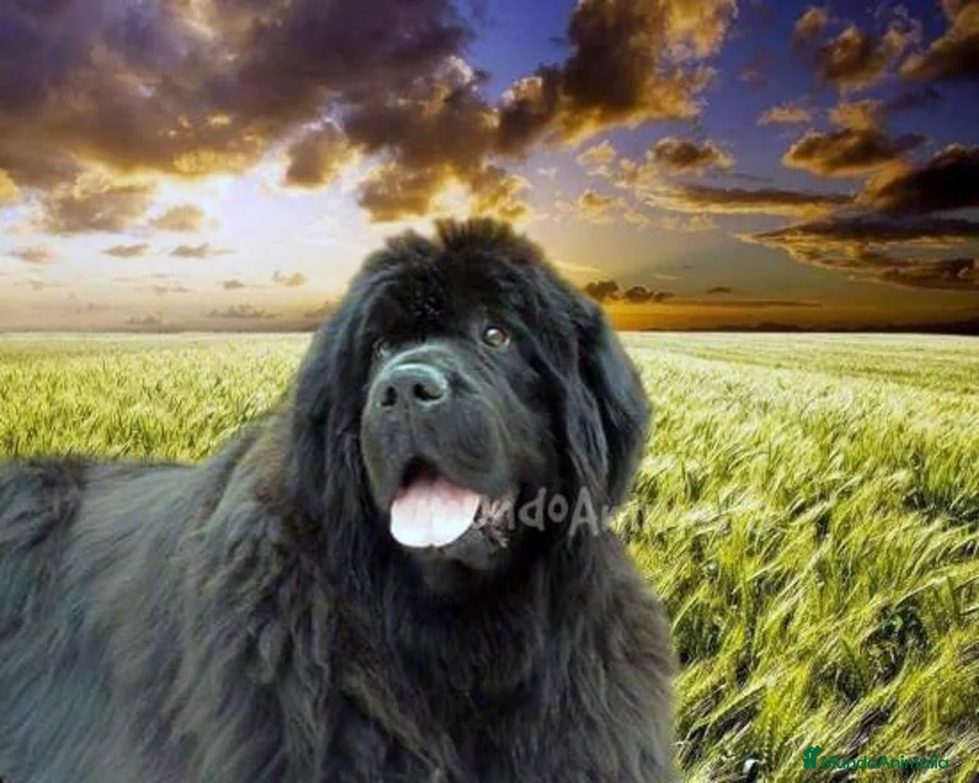 Imagen de galería {{count}}