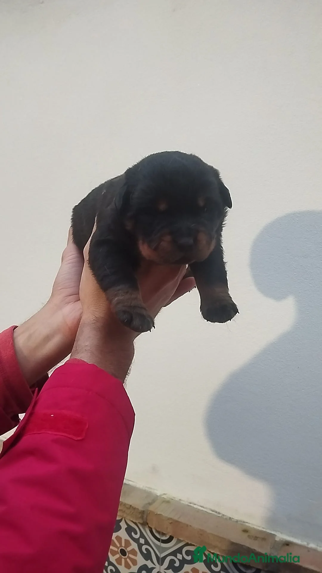 Rottweiler perros en venta: Rottweiler  - Anuncio 4