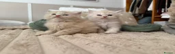 Persa gatos en venta: Gatos persas - Anuncio 4