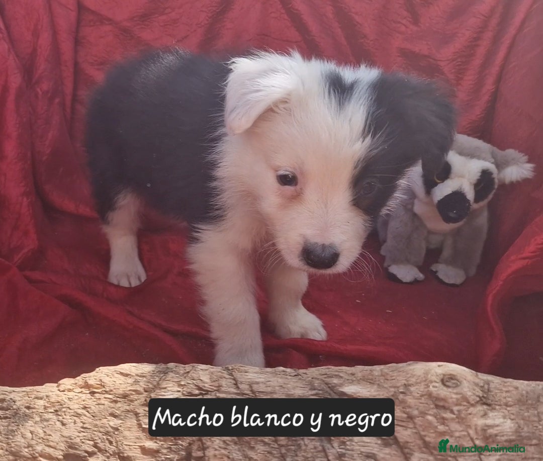 Border Collie perros en venta: Border collie clásico machos y hembras - Imagen 4