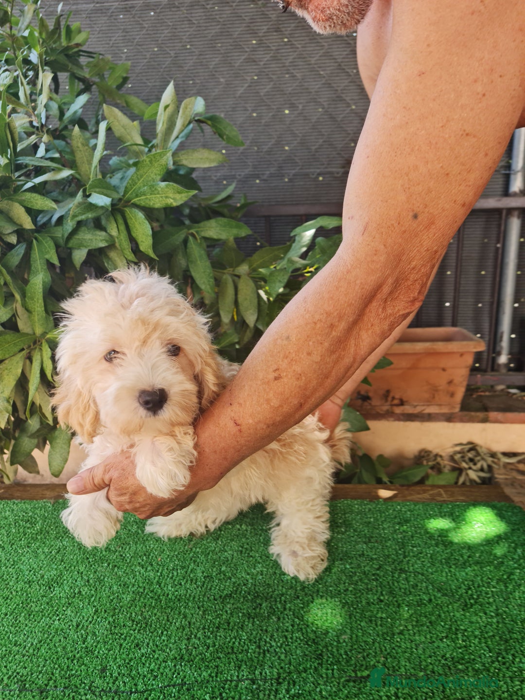 Maltipoo perros en venta: Maltipoo - Imagen 4