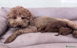 Caniche Toy perros en venta: CANICHE TOY  - Imagen 2