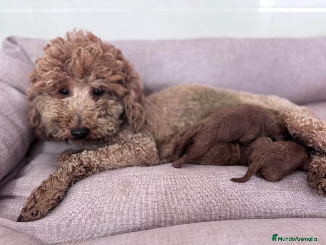 Caniche Toy perros en venta: CANICHE TOY  - Imagen 2