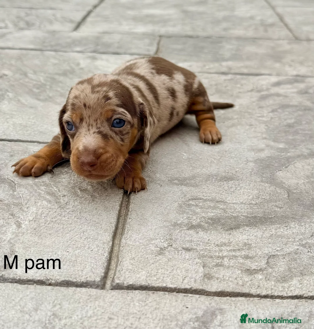 Teckel Miniatura perros en venta: CAMADA DE TECKEL MINI - Anuncio 1