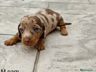 Teckel Miniatura perros CAMADA DE TECKEL MINI - Anuncio 3