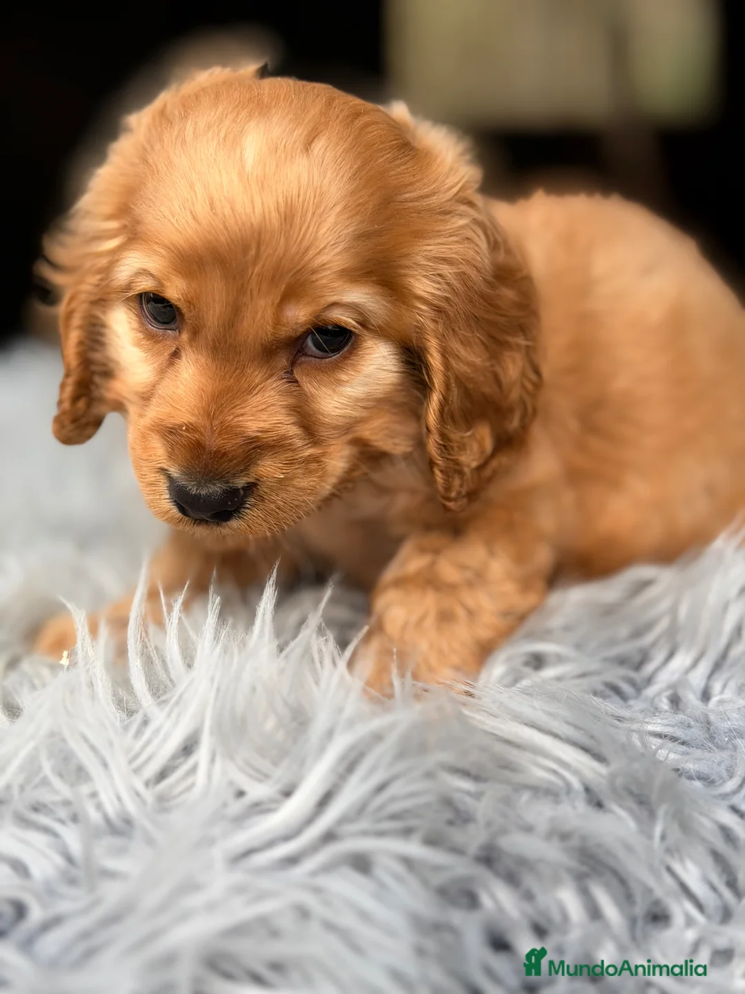 Cocker Spaniel Inglés perros en venta: Cocker inglés dorado  - Anuncio 2