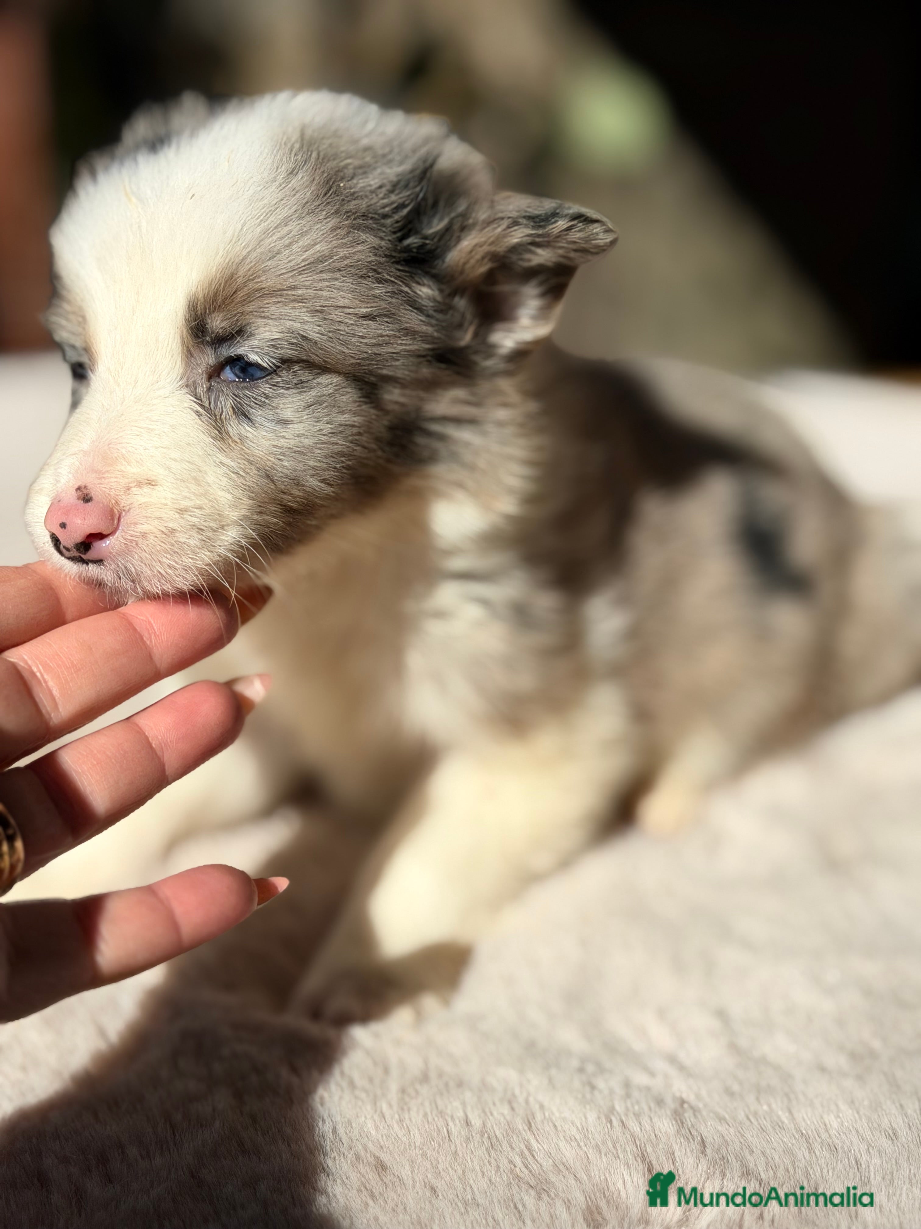 Border Collie perros Border Merle  - Anuncio 2
