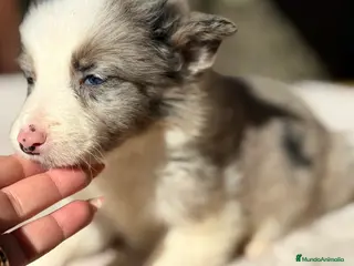 Border Collie perros Border Merle - Anuncio 2