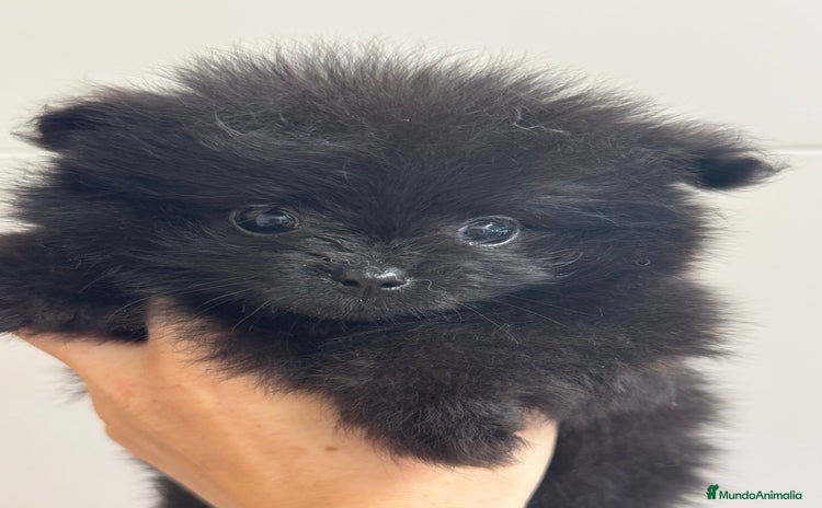 Pomerania perros - Anuncio 2