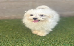 Bichón Maltés perros en venta: Bichon maltés toy - Imagen 20