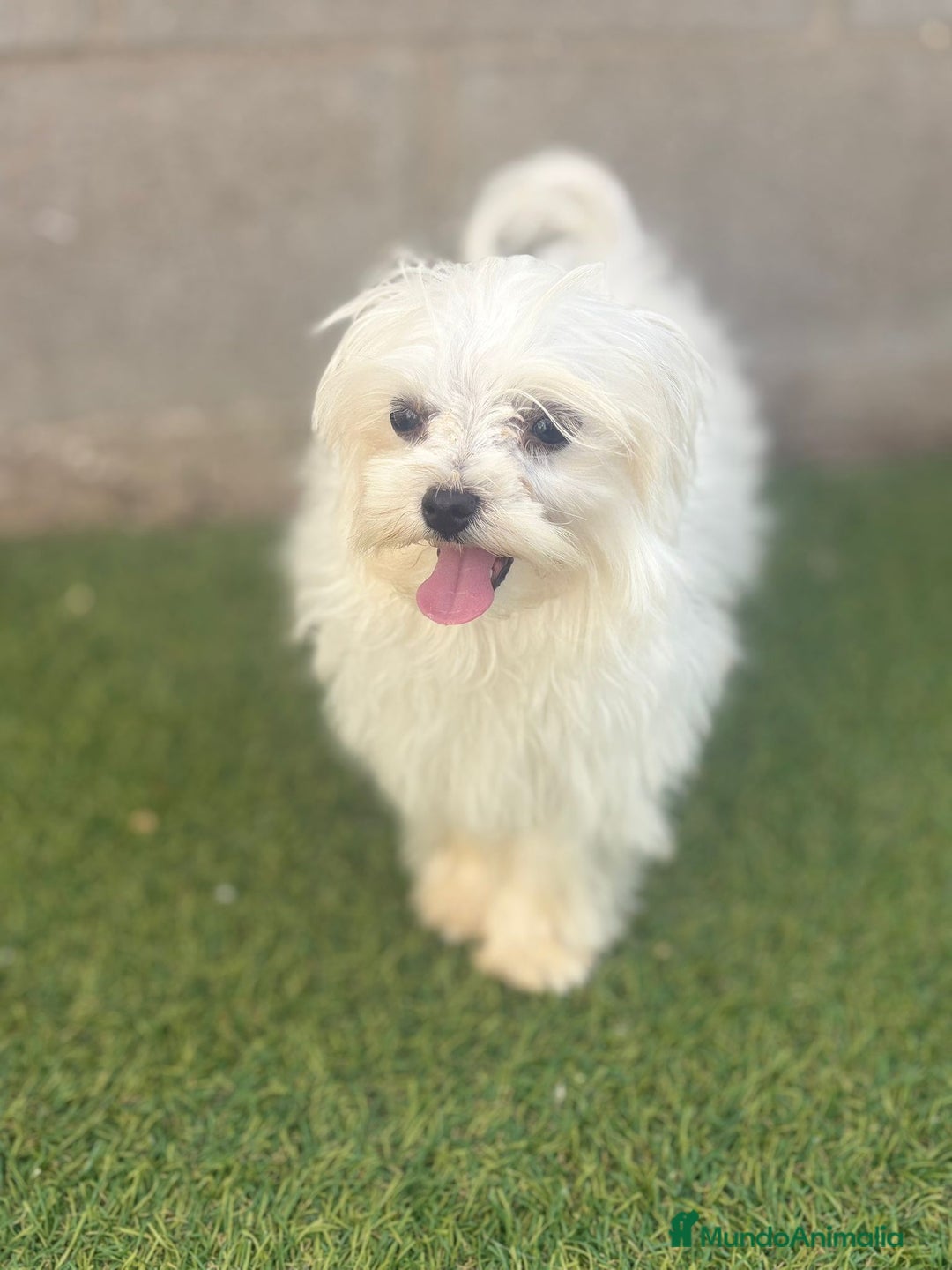 Bichón Maltés perros en venta: Bichon maltés toy - Imagen 20