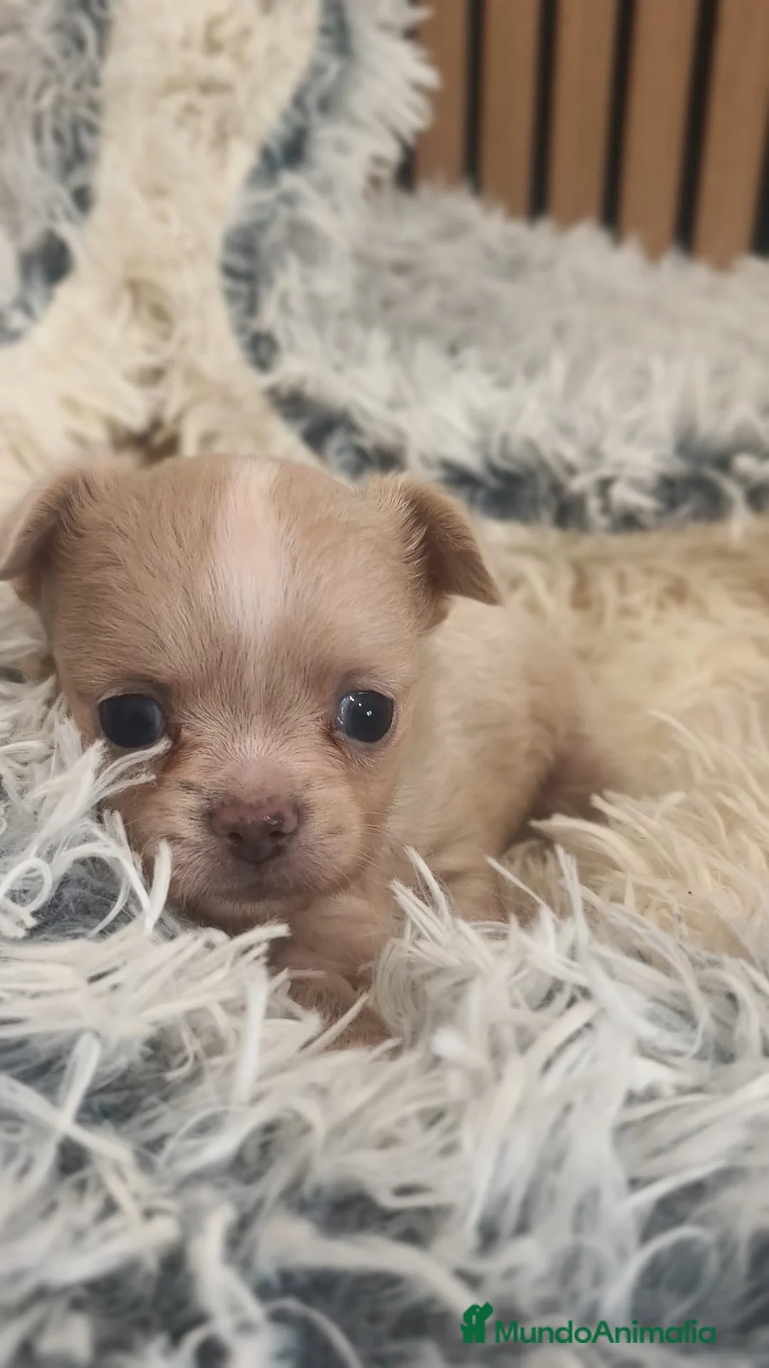 Chihuahua perros en venta: Chihuahua Toy pelo largo  - Anuncio 2