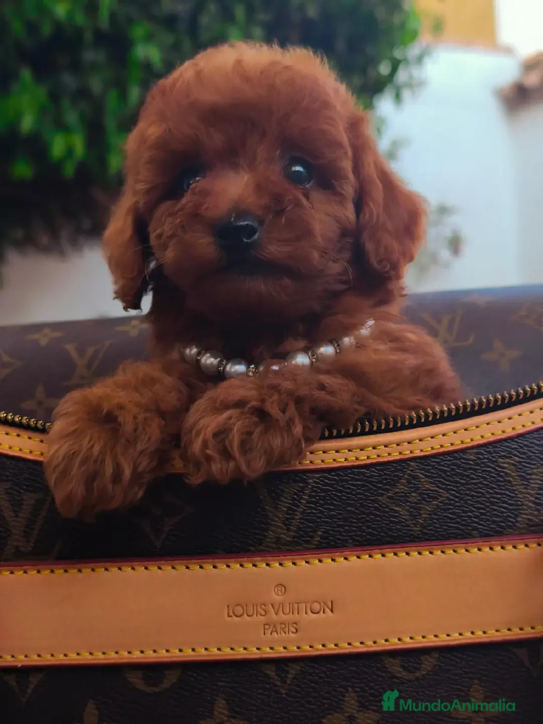 Caniche Toy perros en venta: Caniche toy linea asiatica - Imagen 4