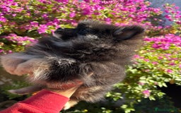 Pomerania perros en venta: Machito Lulu de Pomerania  - Imagen 2