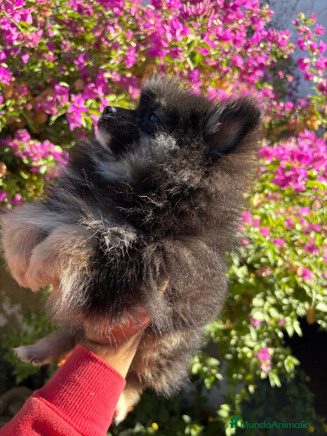Pomerania perros en venta: Machito Lulu de Pomerania  - Imagen 2