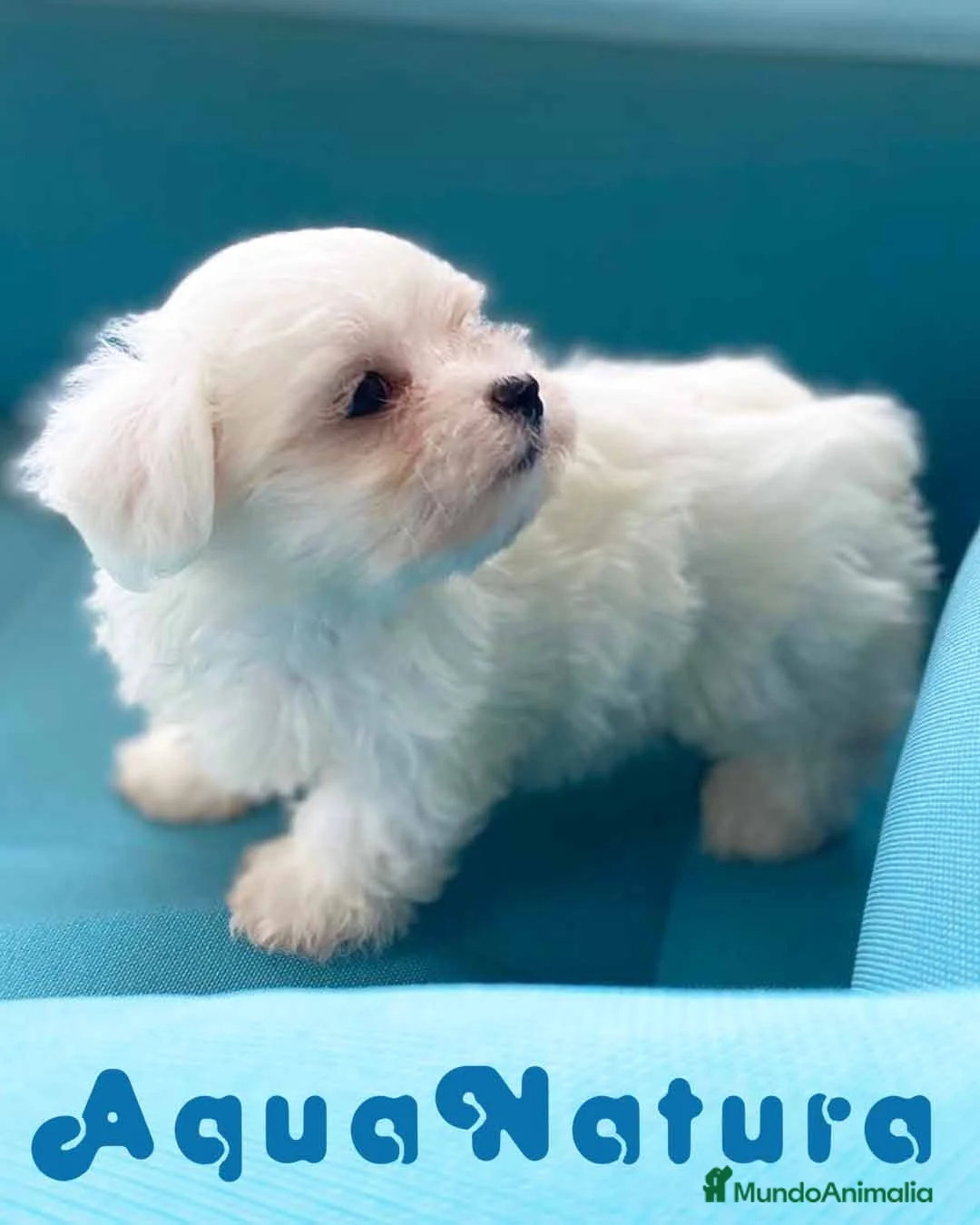 Bichón Maltés perros en venta: Bichon Maltes Macho de Mala y Boris 6810 en Barcelona - Anuncio 6