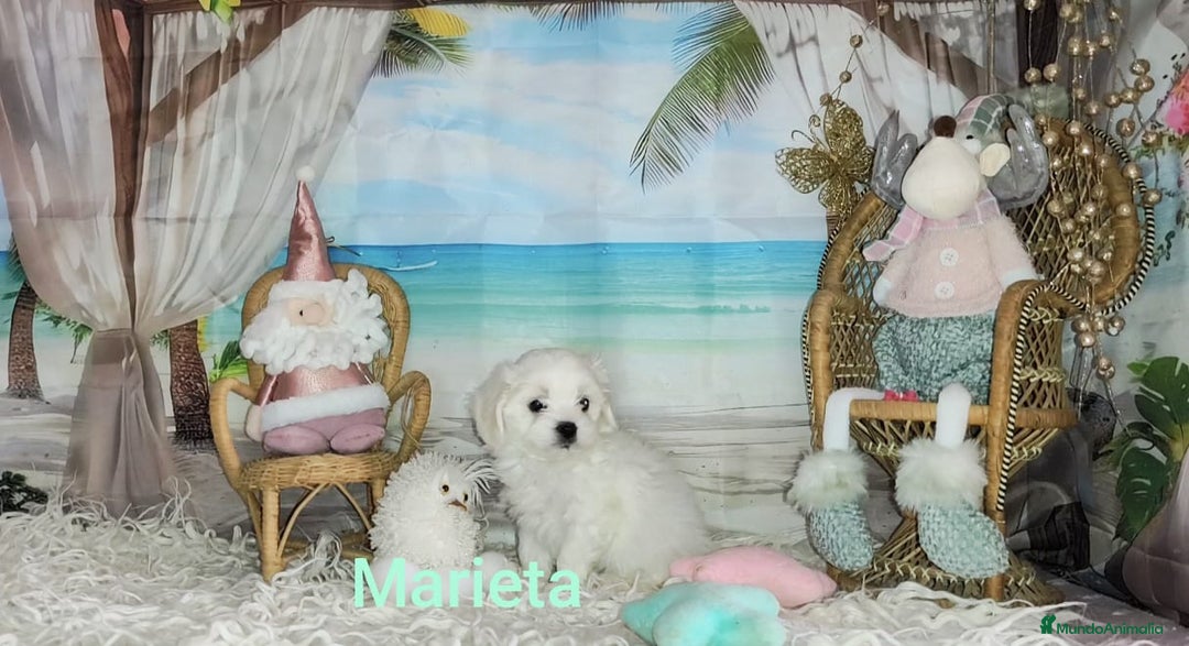 Bichón Maltés perros en venta: Bichón maltes  - Anuncio 2