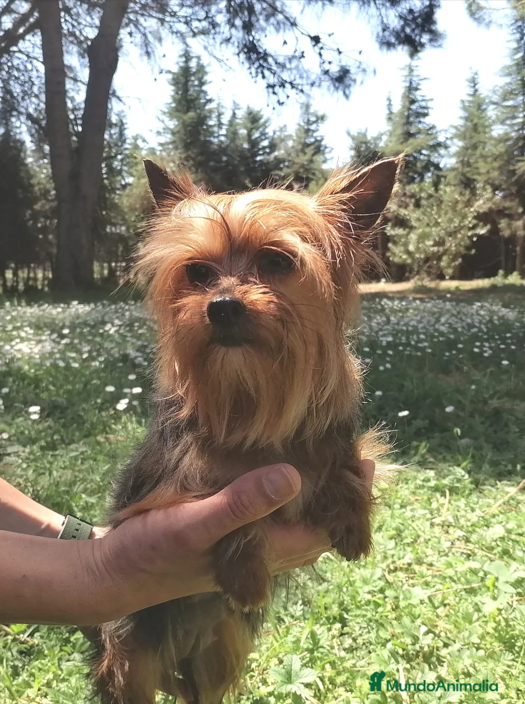 Yorkshire Terrier perros en venta: Cachorritos yorki - Anuncio 1