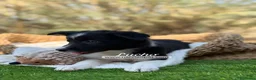 Border Collie perros en venta: CRIADERO DE BORDER COLLIE - Anuncio 3
