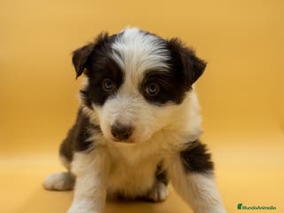 Border Collie perros PRECIOSOS BORDER COLLIE CHOCOLATE - Anuncio 35