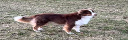 Pastor Australiano perros en venta: Maravillosa camada de Pastor australiano. - Anuncio 7