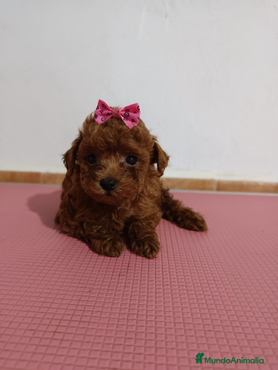 Caniche Toy perros en venta: Caniche toy - Imagen 5