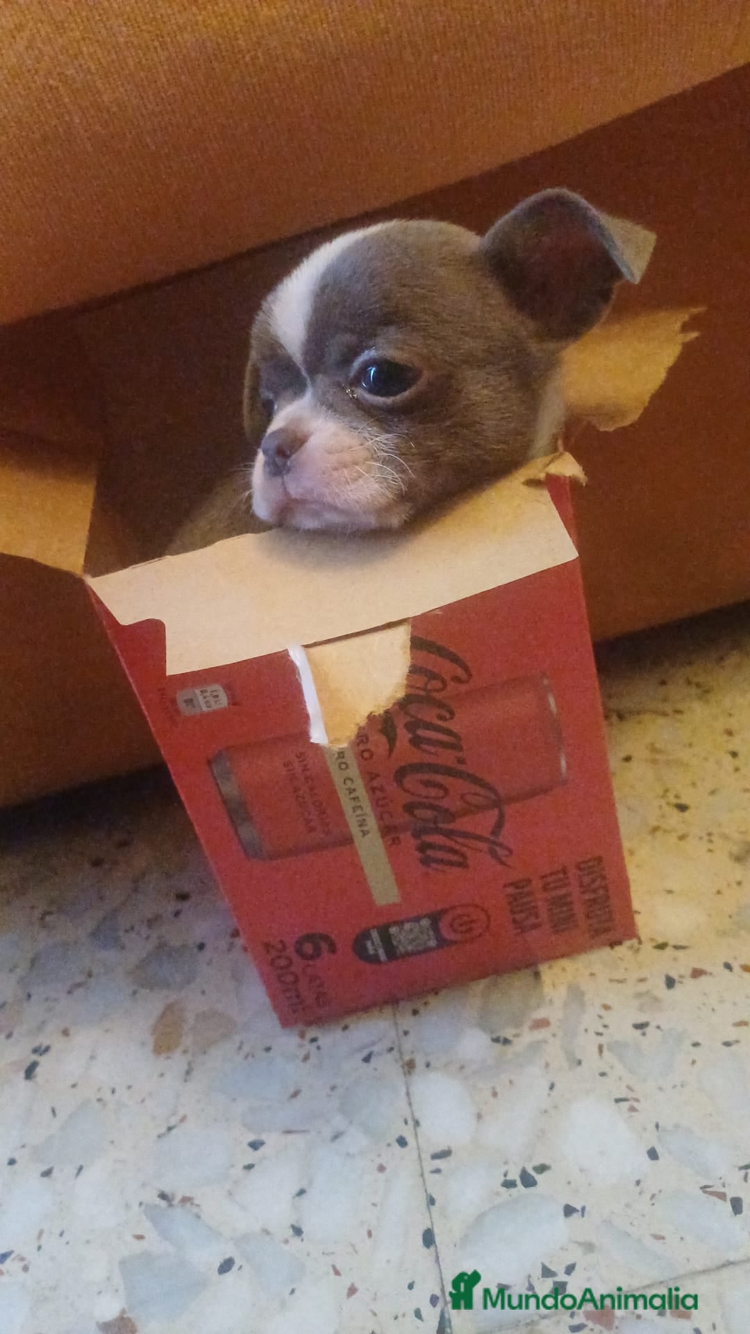 Chihuahua perros Macho de chihuahua blue toys - Anuncio 2