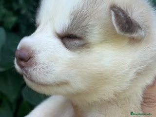 Husky Siberiano perros - Anuncio 4