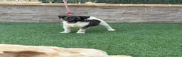 Fox Terrier de Pelo Liso perros en venta: Cachorra fox pelo liso - Anuncio 2