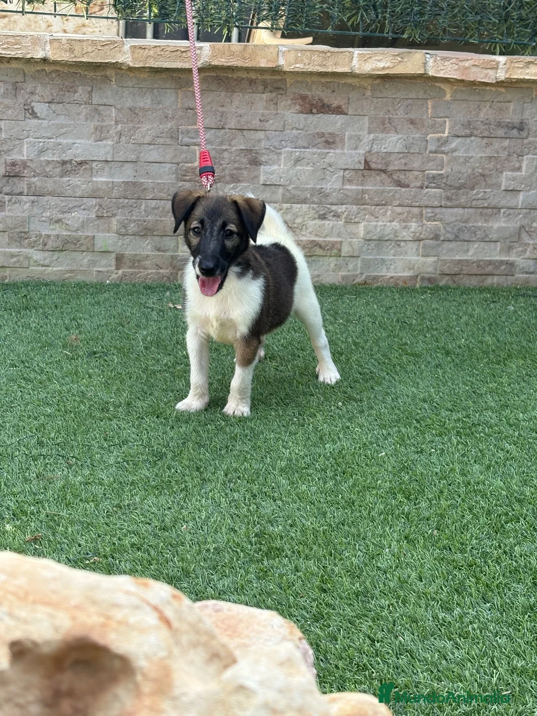 Fox Terrier de Pelo Liso perros en venta: Cachorra fox pelo liso - Anuncio 2