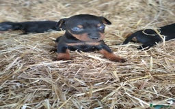 Pinscher Miniatura perros en venta: Mini Pincher - Imagen 1