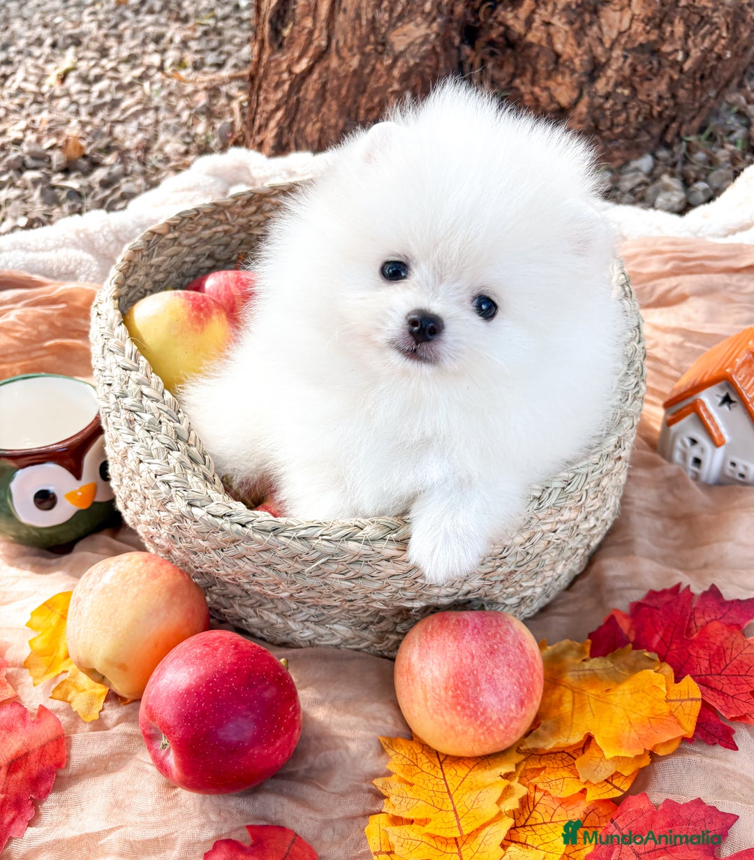 Pomerania perros en venta: Pomerania Blanco, cría familiar - Anuncio 2