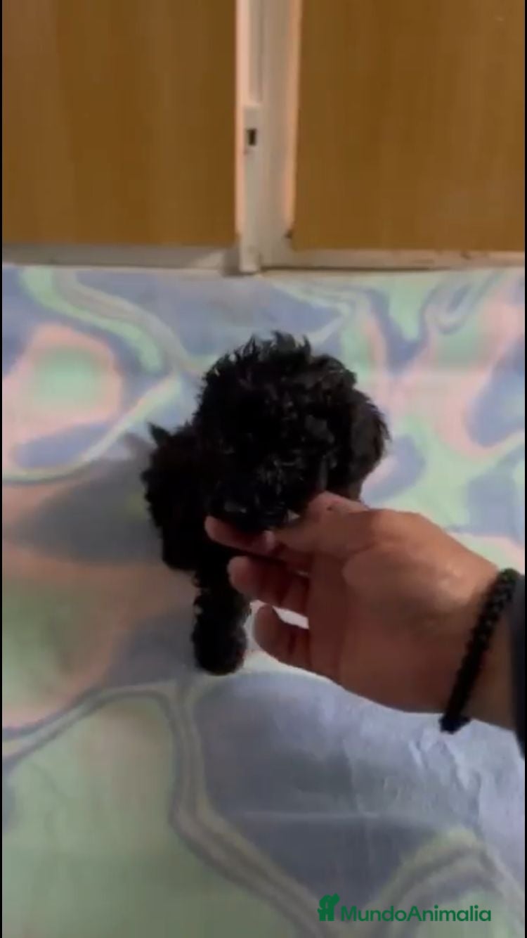 Caniche Toy perros CANICHE TEACUP - Anuncio 6