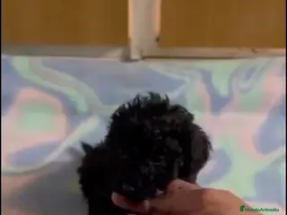 Caniche Toy perros CANICHE TEACUP - Anuncio 3