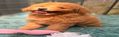 Caniche Toy 4