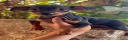 Pinscher Miniatura perros en venta: PINCHER MINIATURA - NEGRO FUEGO / BLUE en Cáceres - Anuncio 2