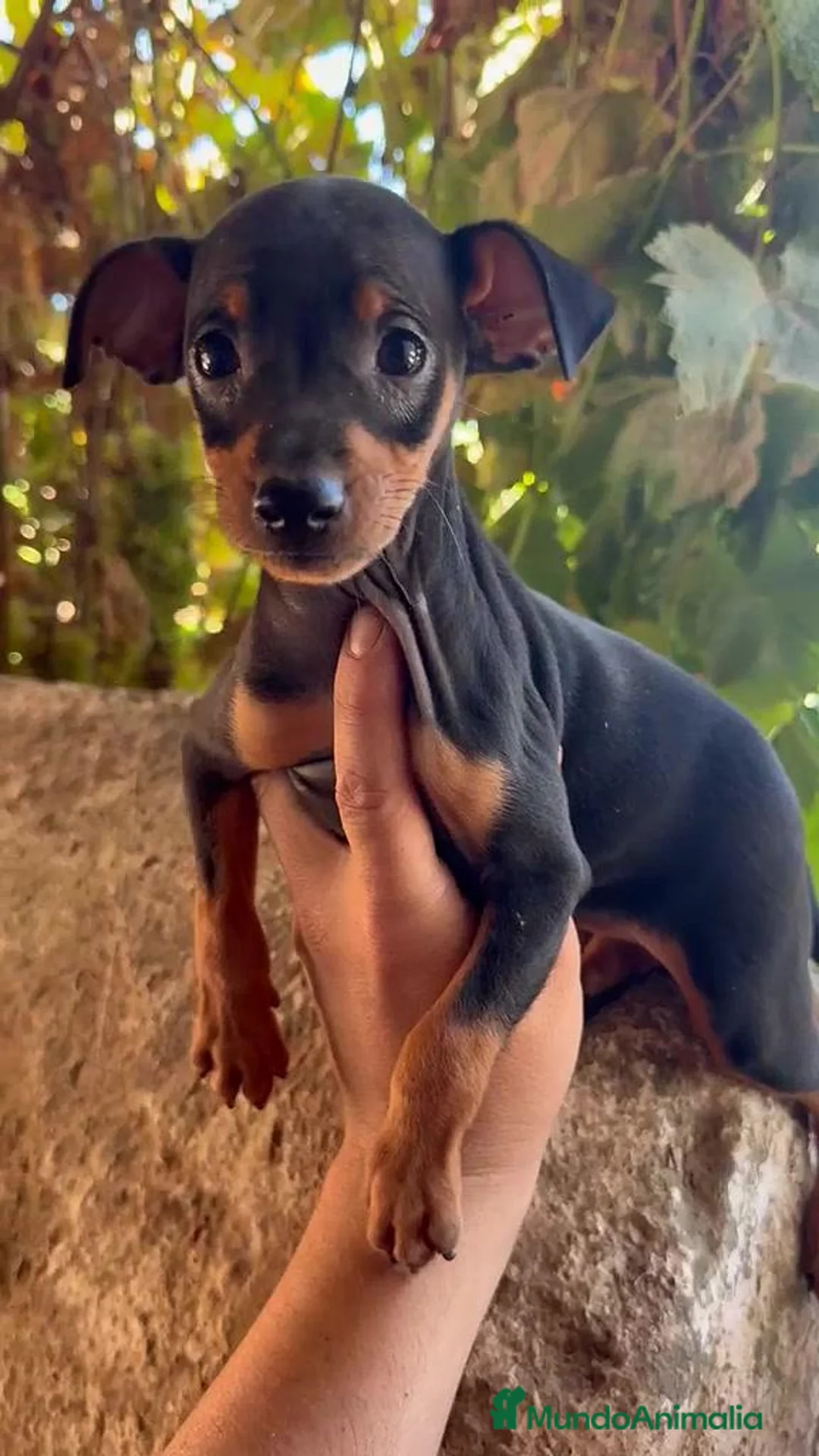 Pinscher Miniatura perros en venta: PINCHER MINIATURA - NEGRO FUEGO / BLUE en Cáceres - Anuncio 2