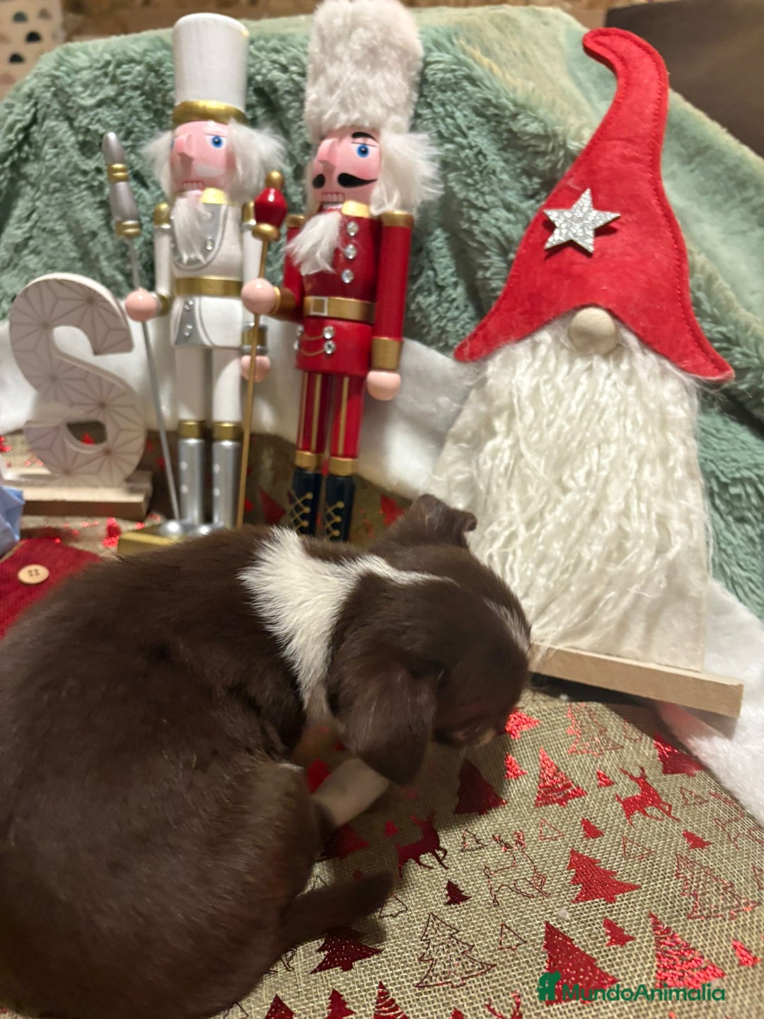 Chihuahua perros en venta: Chihuahua toy ruso - Anuncio 7