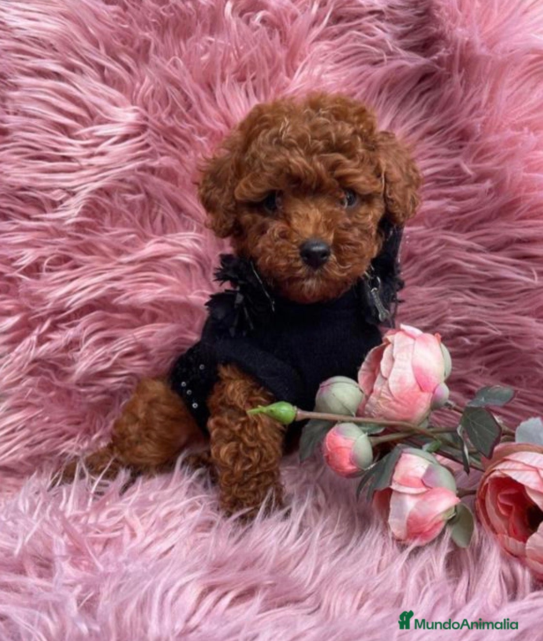 Caniche Toy perros Caniche toy - Anuncio 5