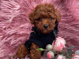 Caniche Toy perros Caniche toy - Anuncio 5