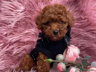 Caniche Toy perros Caniche toy - Anuncio 11