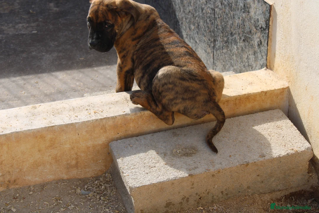 Presa Canario perros en venta: Presa canario  - Anuncio 5
