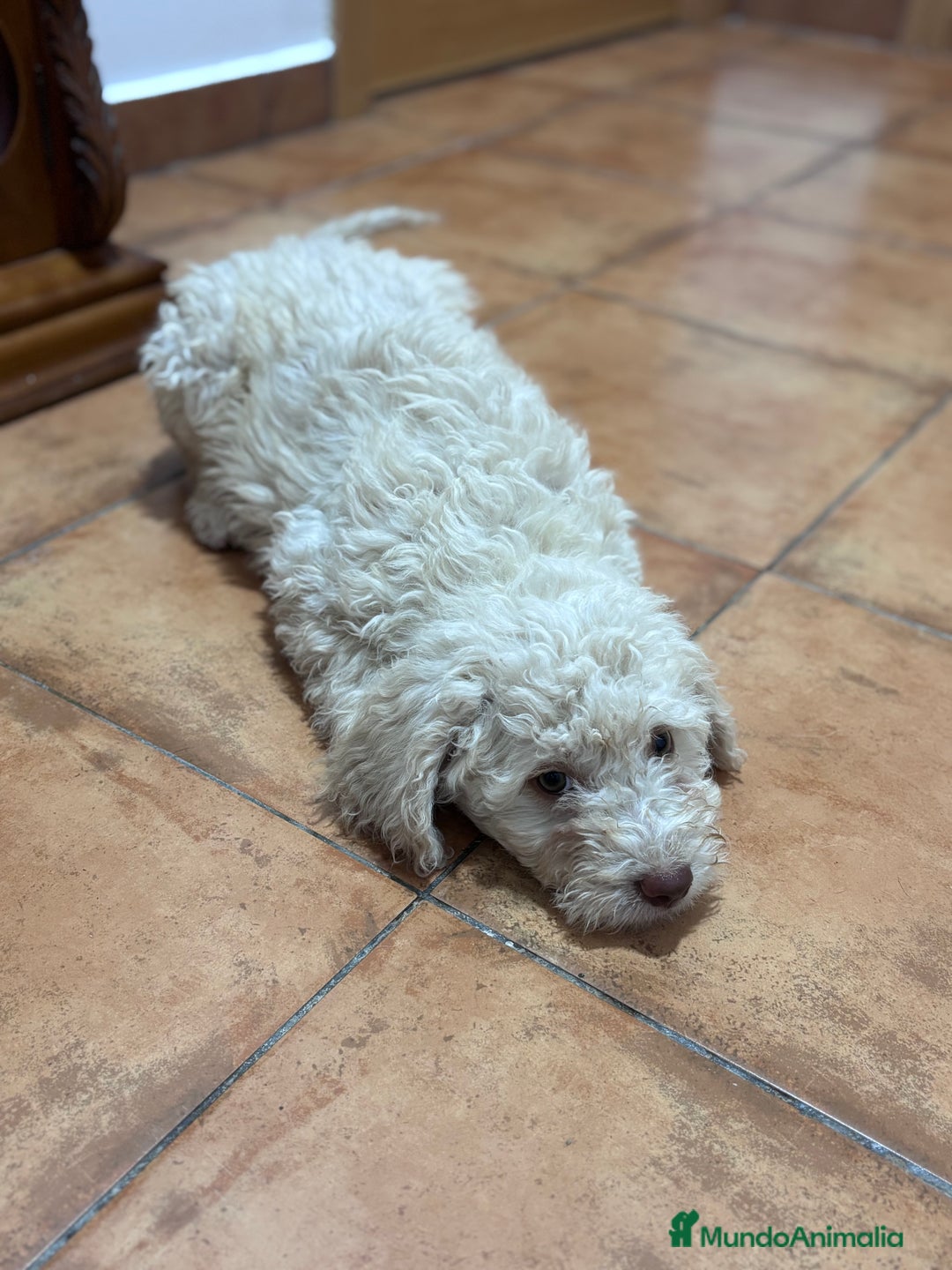 Perro de Agua Español perros en venta: Camada perro de agua Español  - Imagen 3