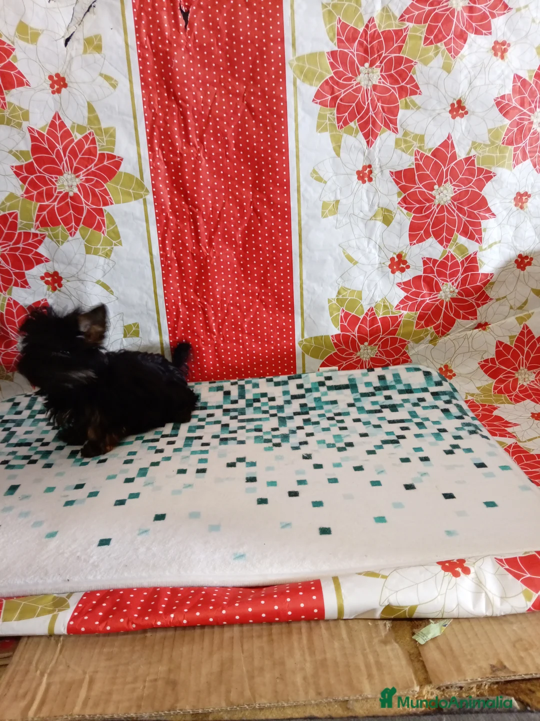 Yorkshire Terrier perros en venta: Yorshire toy  - Anuncio 6