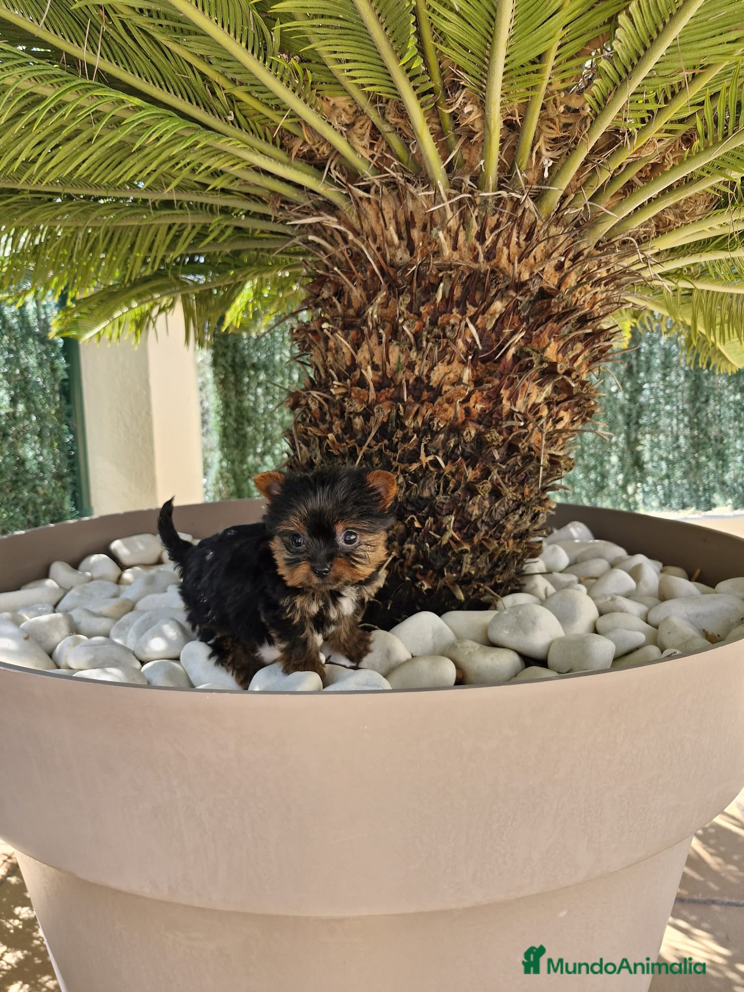 Yorkshire Terrier perros Yorkshire terrier  - Anuncio 2