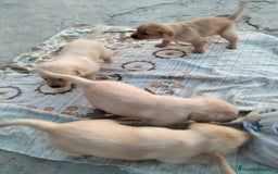 Labrador Retriever perros en venta: Labrador retriever  - Imagen 3