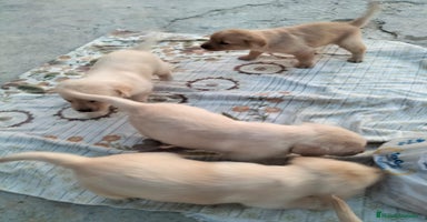 Labrador Retriever perros - Anuncio 8