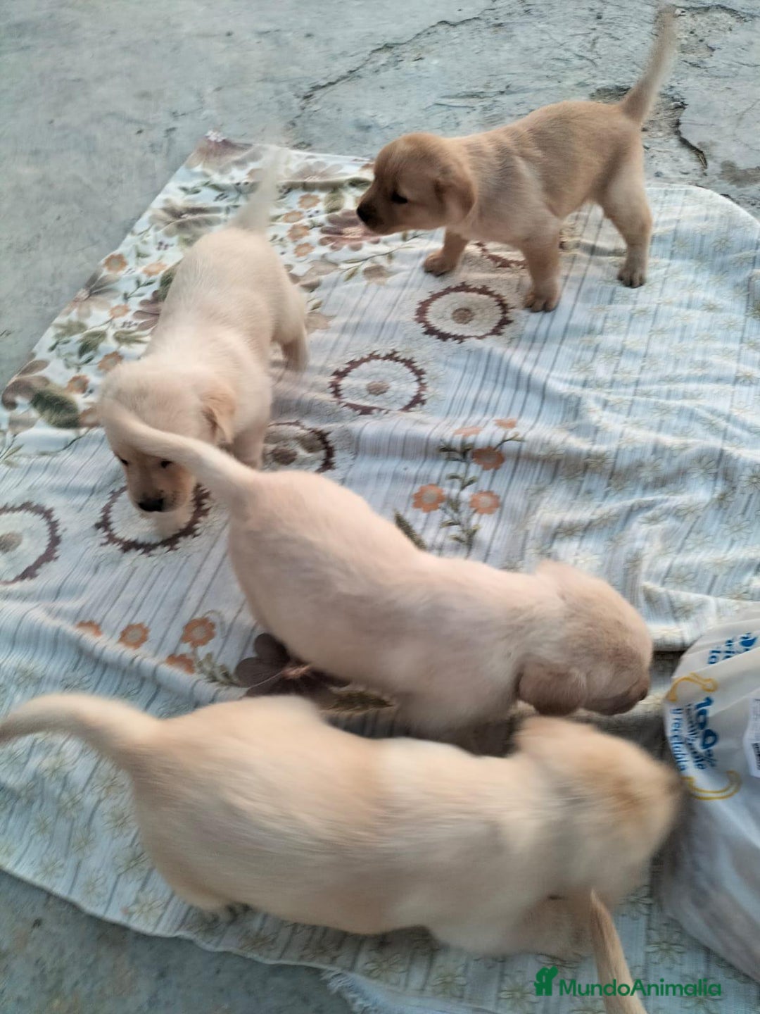 Labrador Retriever perros en venta: Labrador retriever  - Imagen 3